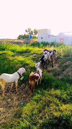 bakra | betal bakra | Rajan Puri bakra | goat Qurbani 2024