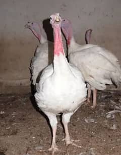 Ayam semani indonation breed