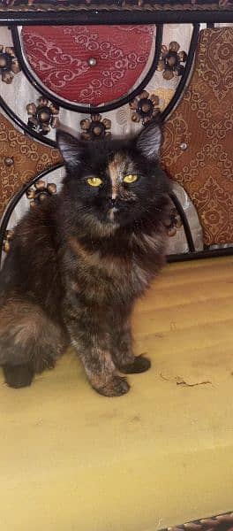 black hai brown colour cat in jhangi syeda and is 1.5 year 0