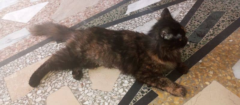 black hai brown colour cat in jhangi syeda and is 1.5 year 1