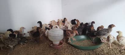 GOLDEN MISRI CHICKS 25-30 DAYS HEALTHY AND ACTIVE CHICKS