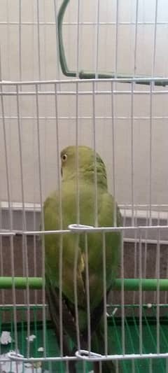 ringneck indian contact  number 03256067827 age 4 month