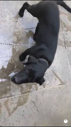 black male Labrador retriever for sale