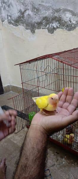 lovebirds chicks available for sale on handfeed 2