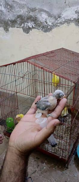 lovebirds chicks available for sale on handfeed 3