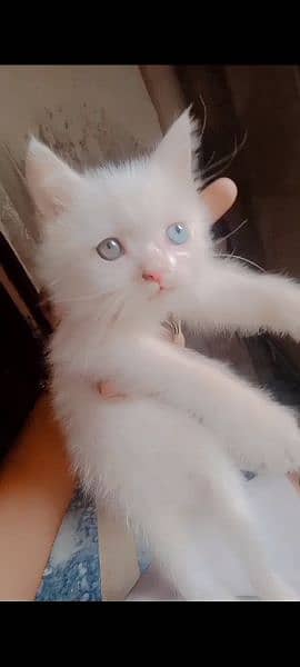 Persian cat ode eyes 1