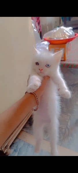 Persian cat ode eyes 2