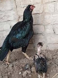 asel murghi and 1chick for sale 10k. . . . 03187441261 0