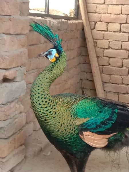 Peacock Adults & Chick Available 2