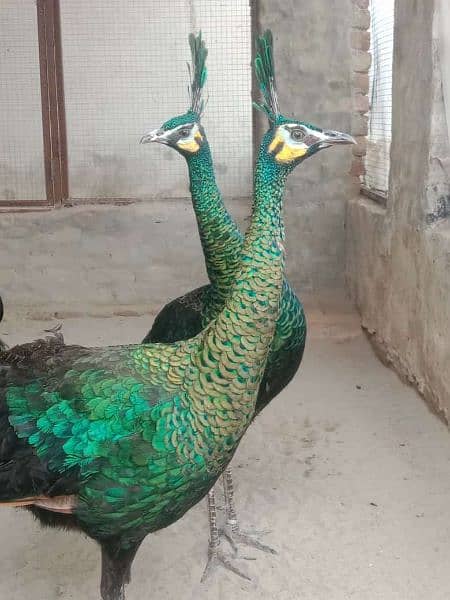 Peacock Adults & Chick Available 3