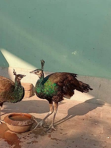 Peacock Adults & Chick Available 5