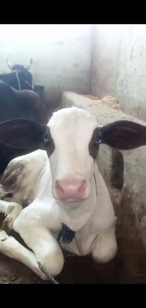 female  bachri 15 days age   for sale with cow freezan cross 3