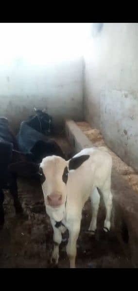 female  bachri 15 days age   for sale with cow freezan cross 4