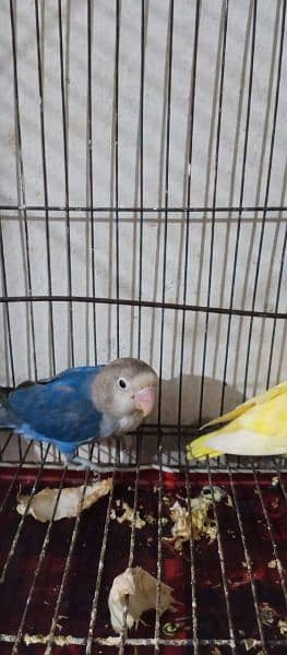 love birds Green fisher split blue spliy yellow breader pair, 5