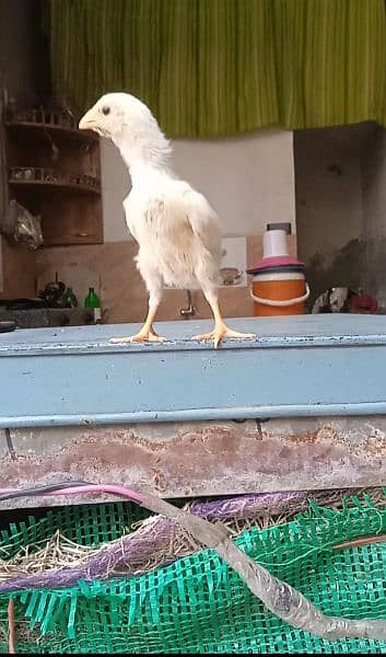 white shamo chiks 3 chiks 20 day kay or 2 chiks 35 day 6