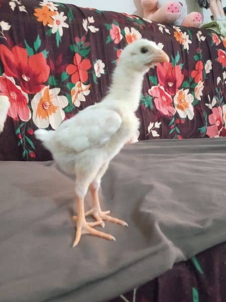 white shamo chiks 3 chiks 20 day kay or 2 chiks 35 day 7