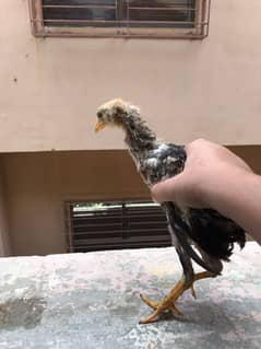 chicks golden misri ghar palawa pair