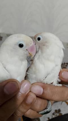 Albino pair, split black eyes, lovebird parrot 0