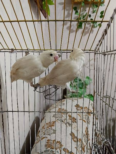 Albino pair, split black eyes, lovebird parrot 1