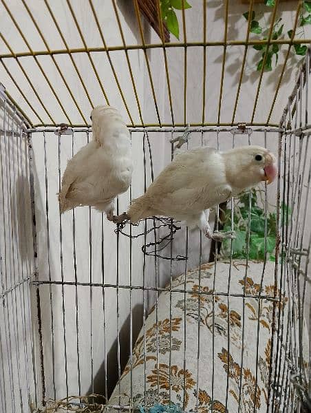 Albino pair, split black eyes, lovebird parrot 2
