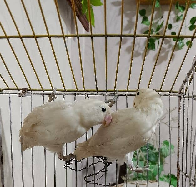 Albino pair, split black eyes, lovebird parrot 3