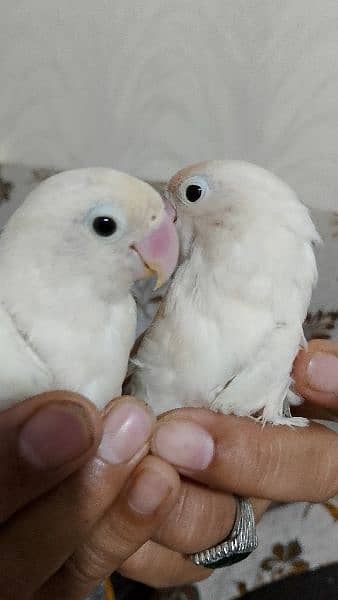 Albino pair, split black eyes, lovebird parrot 4