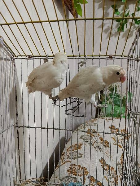 Albino pair, split black eyes, lovebird parrot 5
