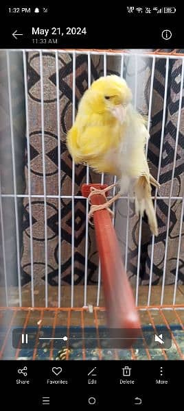 singing canary male 2 breedar females 1