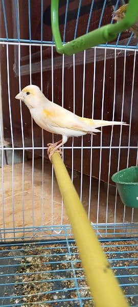singing canary male 2 breedar females 2