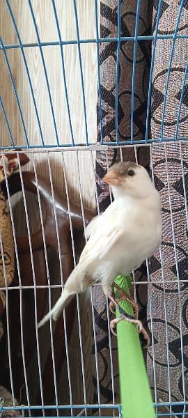 singing canary male 2 breedar females 4