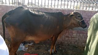 cow  for sale