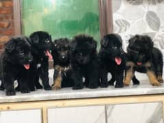 Black German Shepherd Quailty Pups