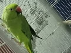 talking parrots ha face to face talking krta ha 03218803012