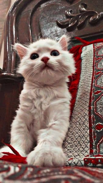 Persian kitten 7