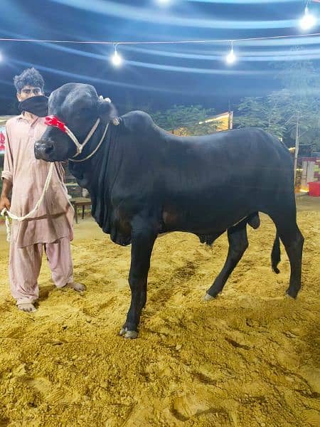 Qurbani Bulls and Cows 12