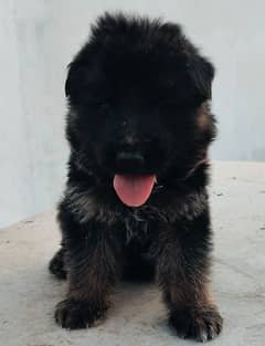 German Shepherd puppies | long coted puppy | Dog For Sale | GSD PAIR