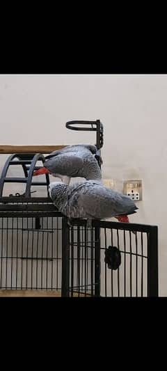 healthy and active congo size grey parrots pair for sale