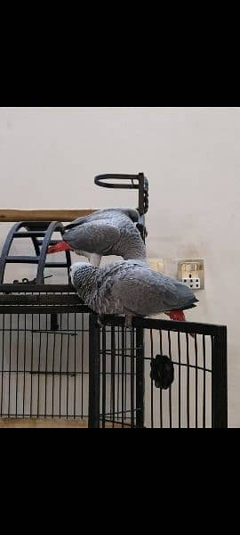 healthy and active congo size grey parrots pair for sale 3