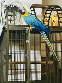 MACAW BLUE AND GOLD Female