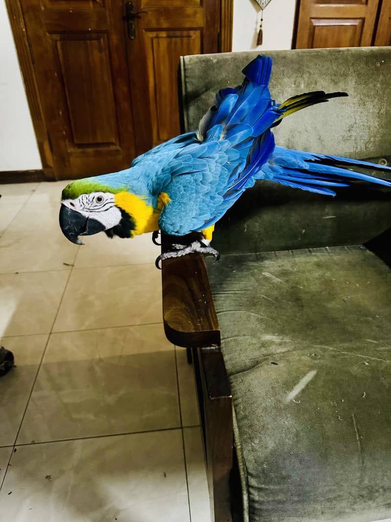 MACAW BLUE AND GOLD Female 1
