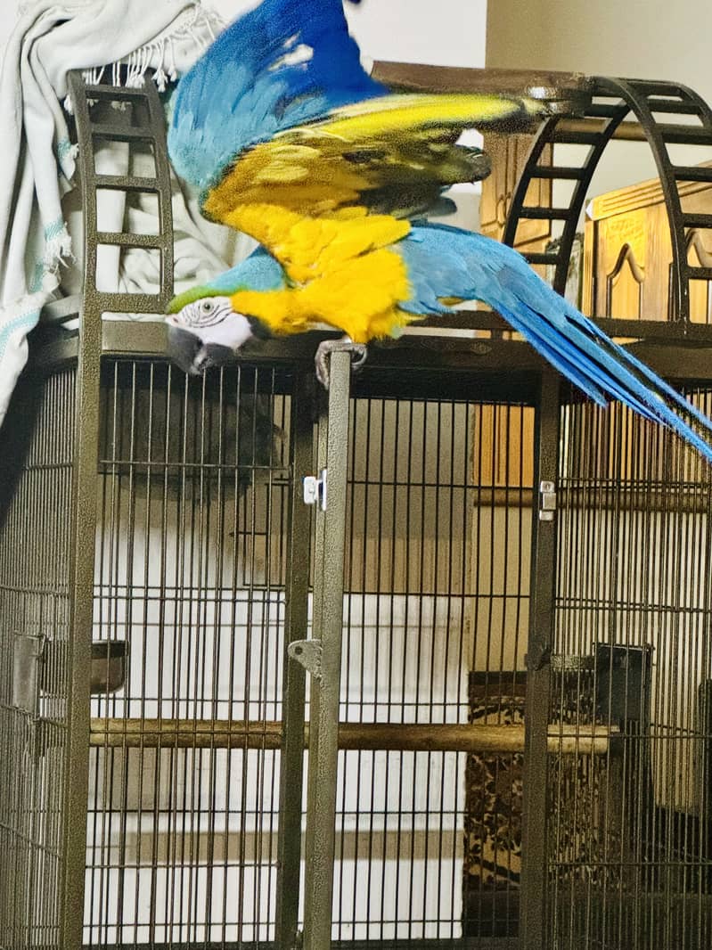 MACAW BLUE AND GOLD Female 3