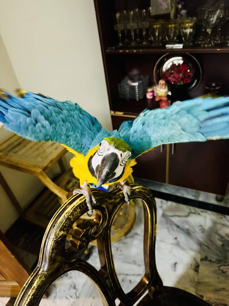 MACAW BLUE AND GOLD Female 4