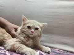 Persian male cat double coated 0