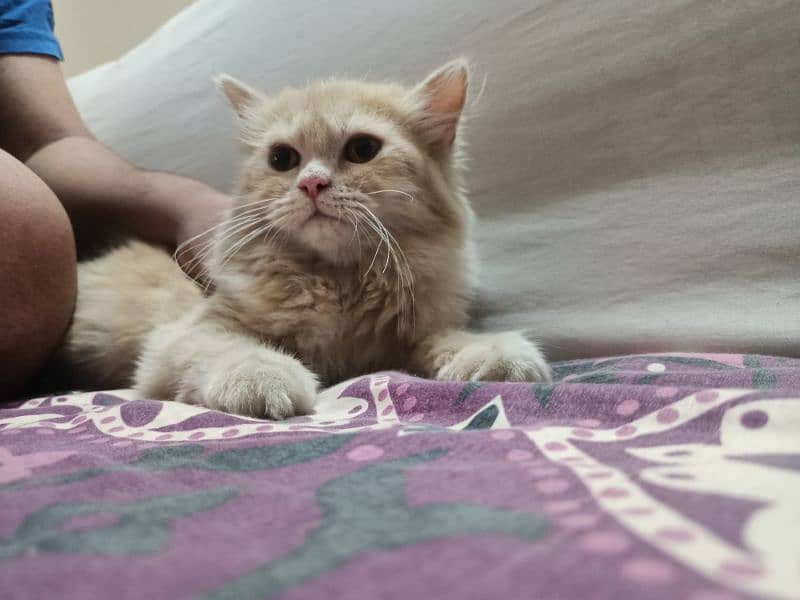 Persian male cat double coated 1