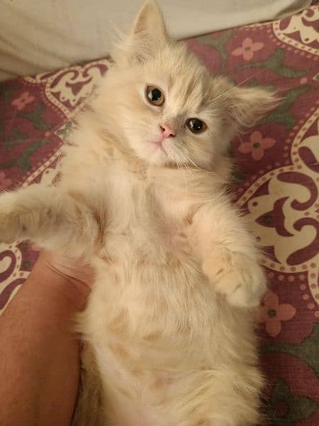 Persian male cat double coated 2