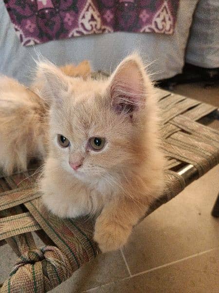 Persian male cat double coated 3