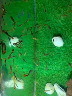 Babies fishes  per piece 50rs