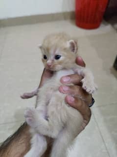 BABY CATS MALE & FEMALE PERSION CATS