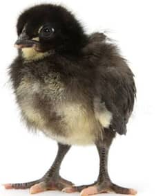 Premium black Bentem Chick for Sale
