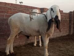 chatra for sale